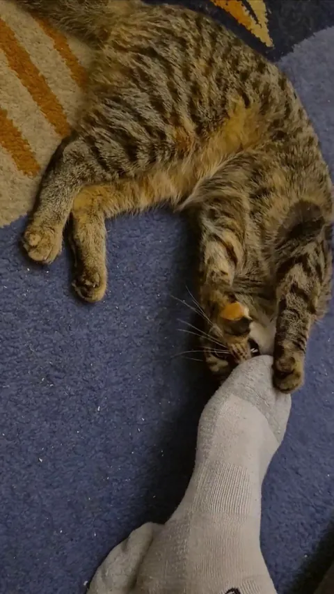 Dangerous predator brutally attacks helpless foot (WARNING! graphic)