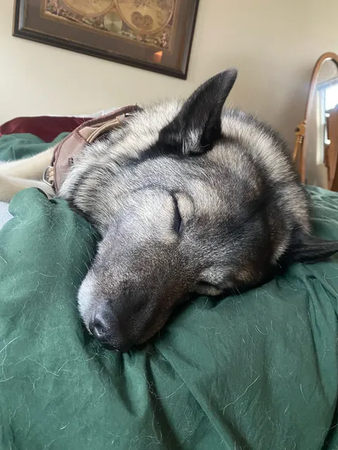 A sleepy pupper is just too precious