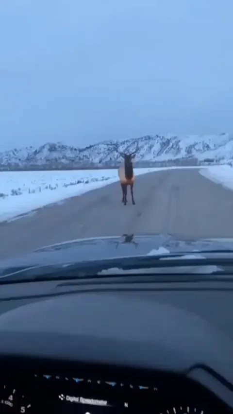 🔥Man in car challenges Elk and learns the hard way.... FAFO