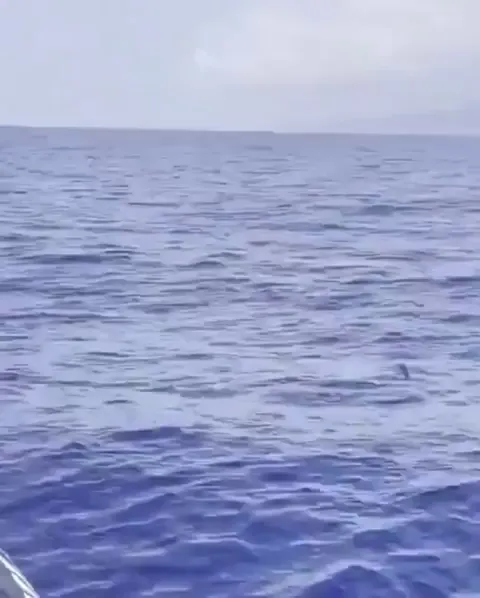 Flying fish can glide up to 650 feet, using their fins to escape predators!