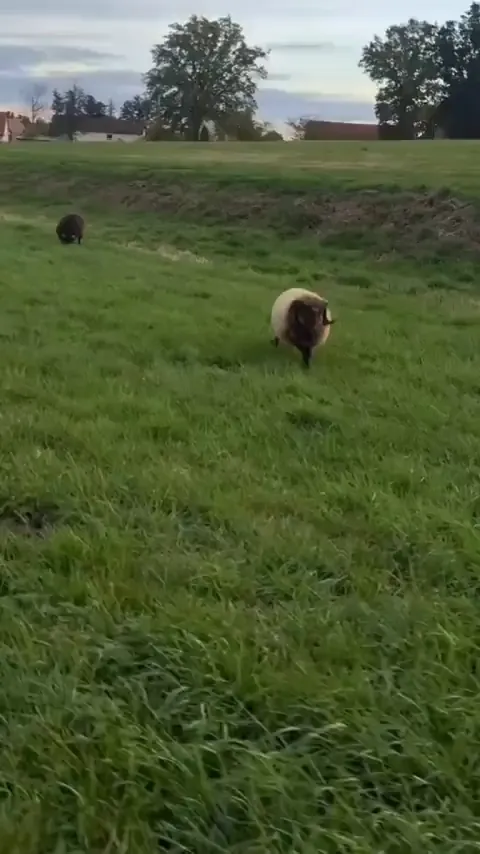 Sandmann's dancing is a little unconventional
