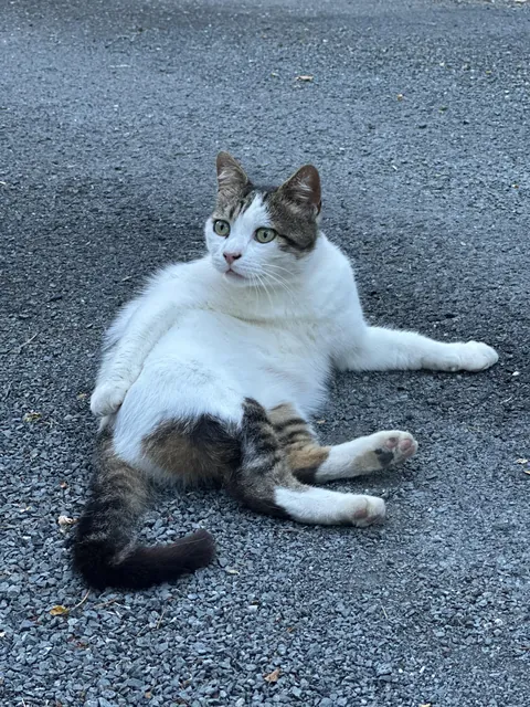 This is possibly the best cat that I’ve ever met. And I just found out that he died. His name was Biscotto and I need people to know about him.