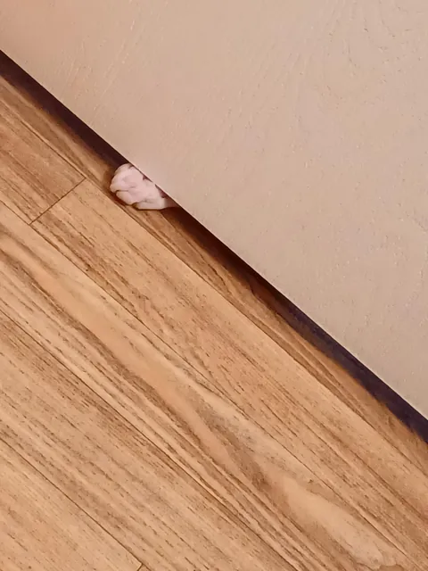 I just wanted to use the toilet