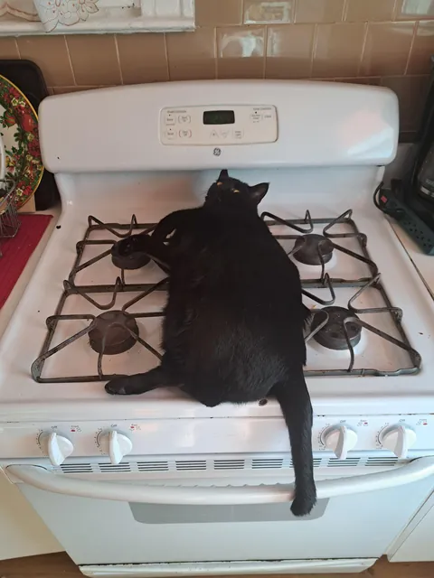 Five years ago today I happened to be on the "free" section of Craigslist and came across a cat that was attacking toddlers. I knew right then and there that she had to be mine. Happy "Gotcha Day, " Pretty 🐈‍⬛❤️