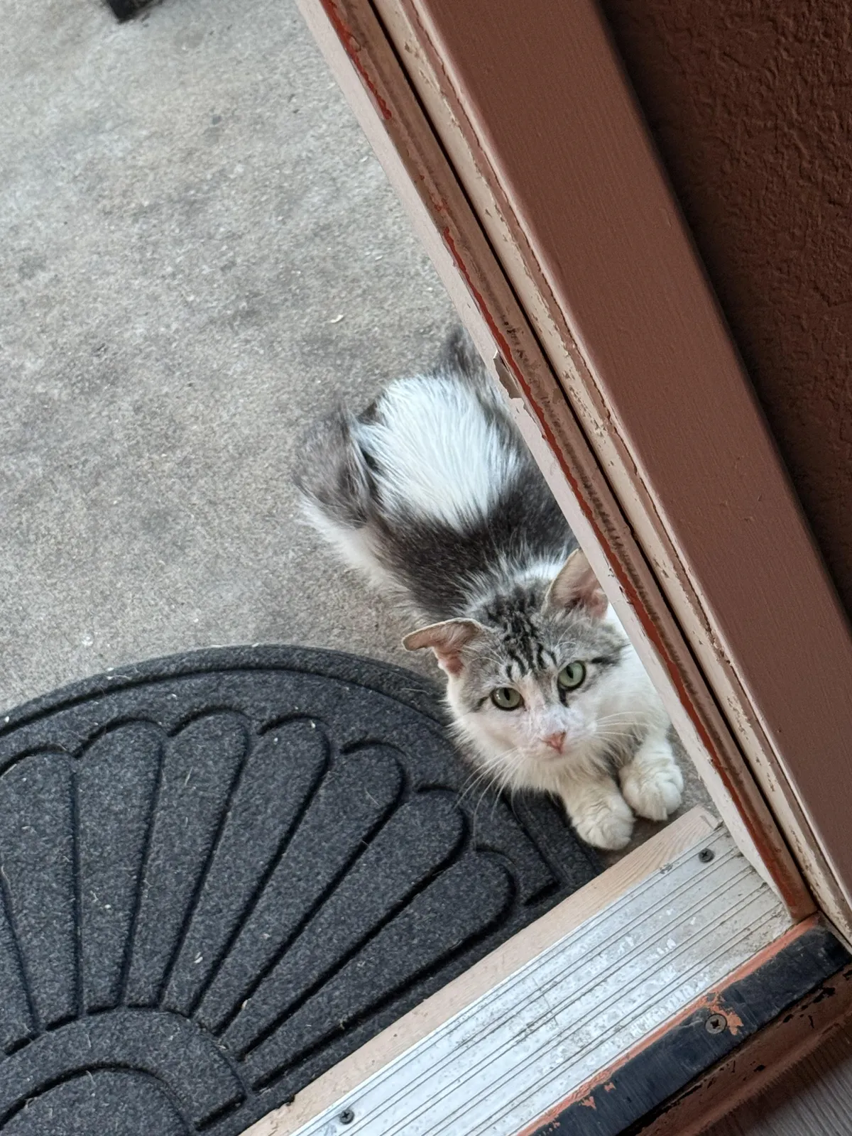 I just fed this stray and gave it water, now it’s just sitting by my door