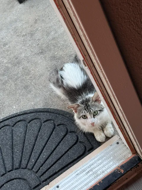 I just fed this stray and gave it water, now it’s just sitting by my door