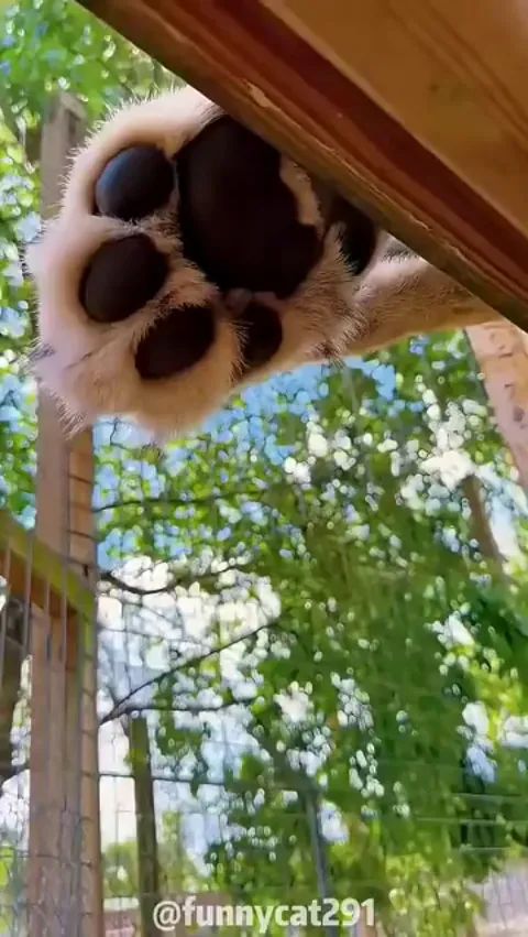 Proof that even the fiercest animals have a soft side