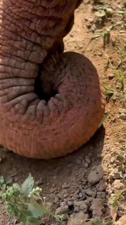 🔥 The dexterity with which an elephant manoeuvres its trunk while trying to extract an herbaceous root