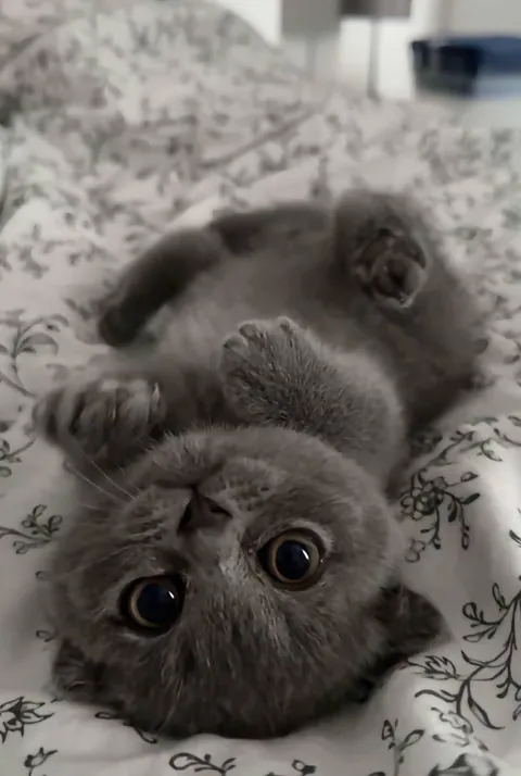 How can you say no to this face 🥹