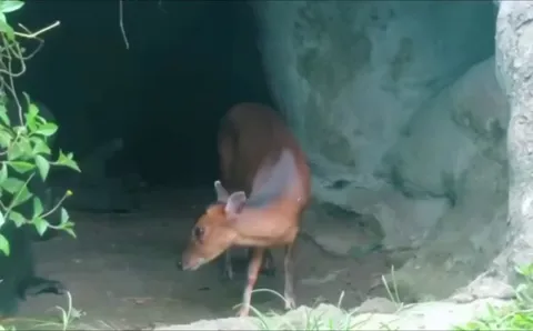 Baby gorilla interacts with infant deer