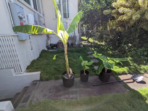 Our banana trees turned into a jungle (Before/After Photos)