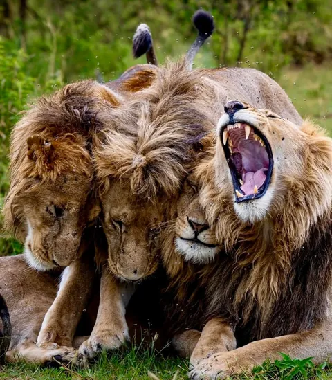 🔥 These Are the Sopa Boys—An Iconic Brotherhood of Four Male Lions That Hunt Together Across Kenya’s Maasai Mara