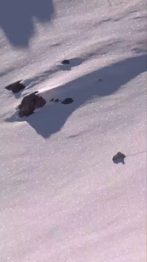 🔥 Playful snow leopard tumbles downhill through the fresh powder