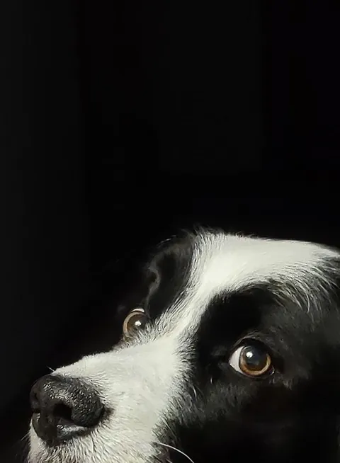 ITAP of my dog
