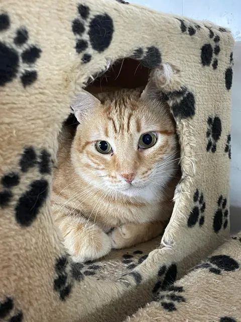 Weekly shelter volunteer: cleaner, not feeder