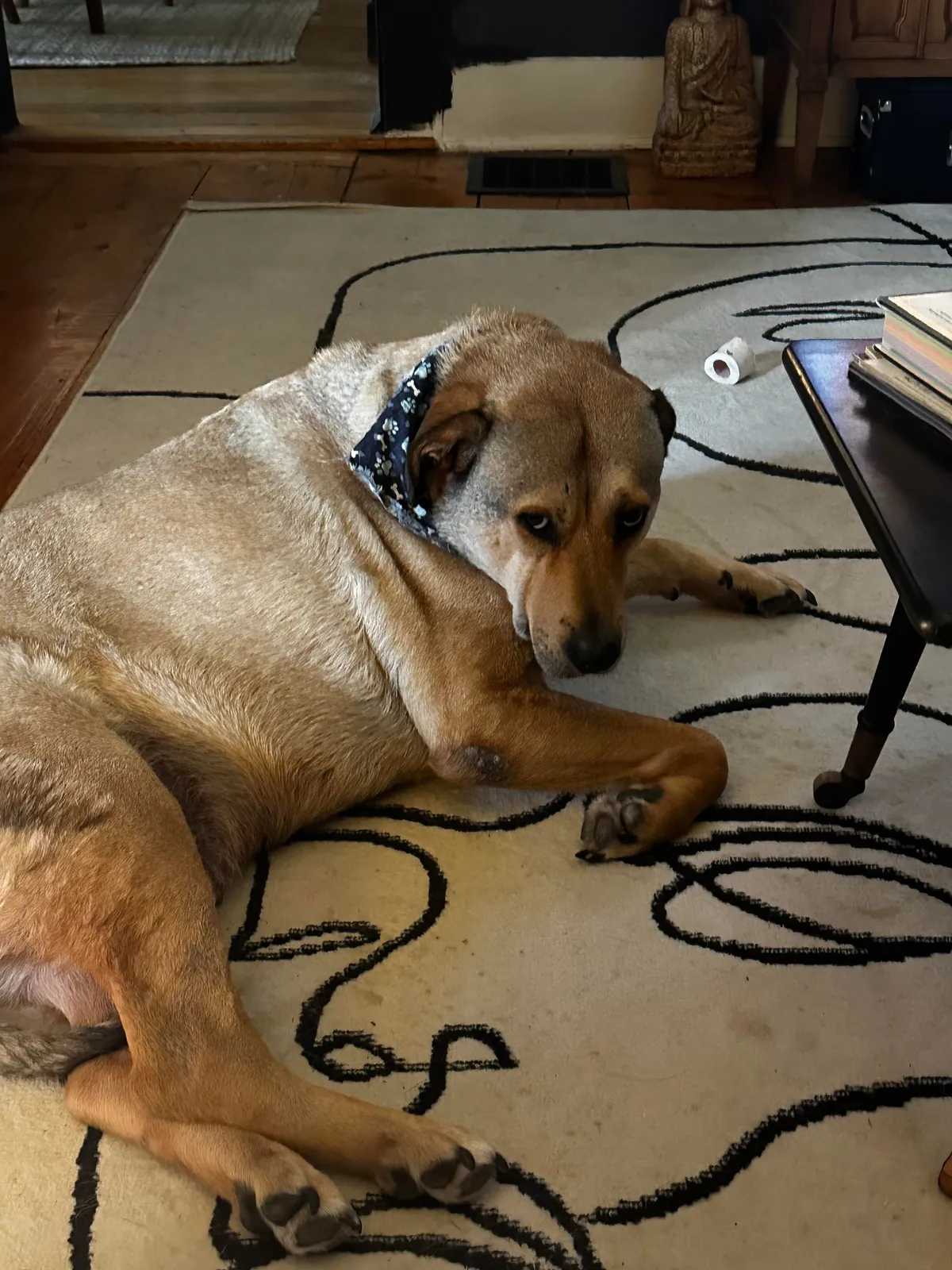 i big lazy baby until i hears ‘hike’