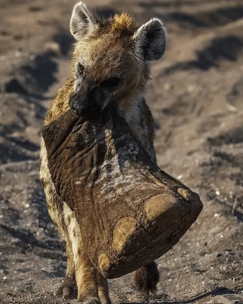 Hyena carrying an elephant foot