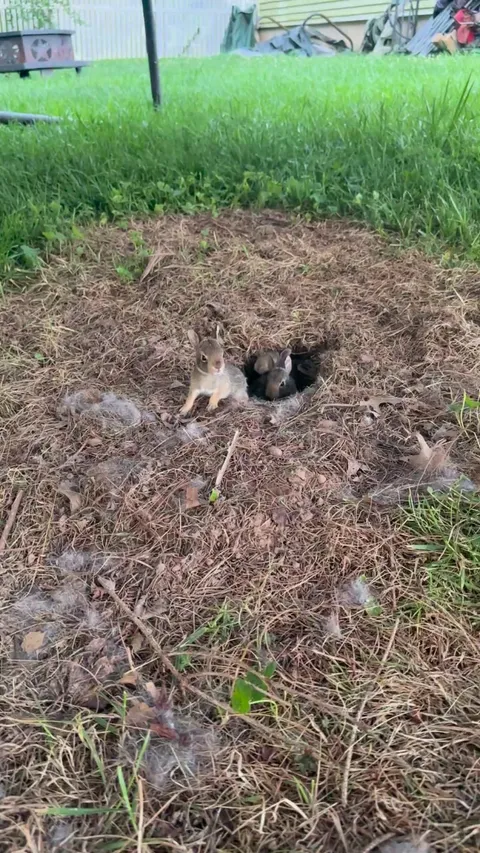 Bunny nest in my backyard!