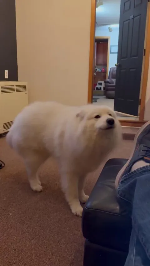 Shes very chatty today. Letting me know shes been neglected the last few days.