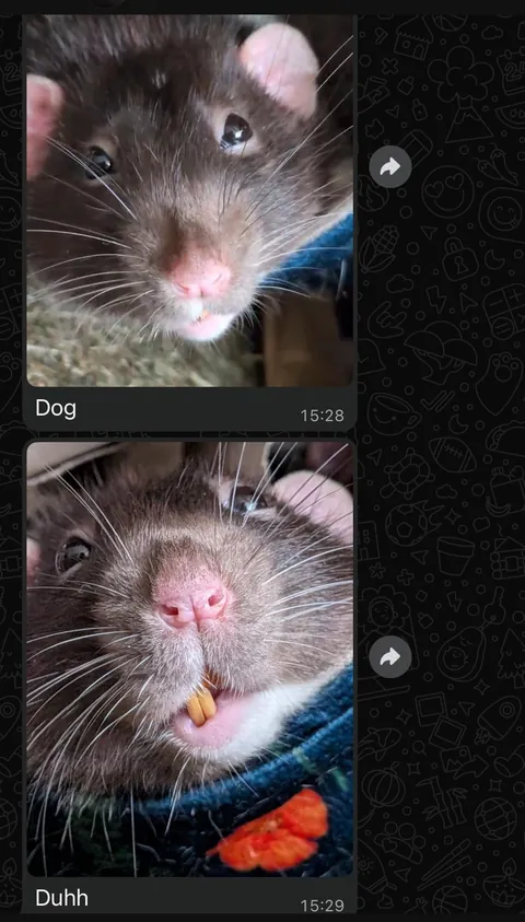 I was worried about moving my rats into my boyfriend’s place. I needn’t have been, he’s obsessed!