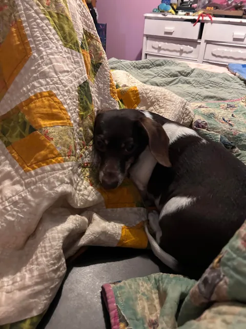 Beenee was the last of his litter. He came from a trailer park.