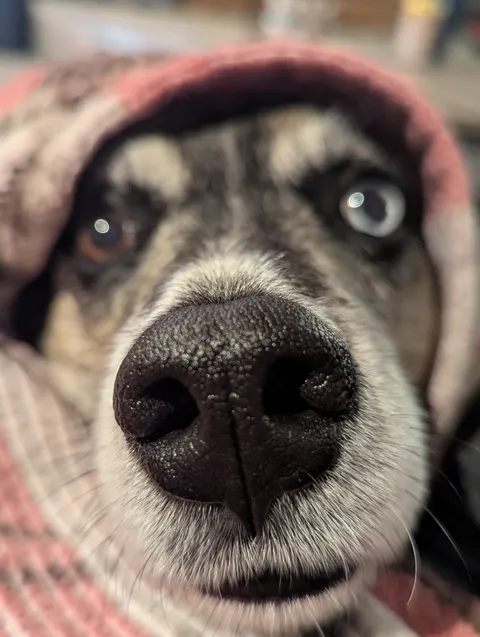 This snoot is available for boops.