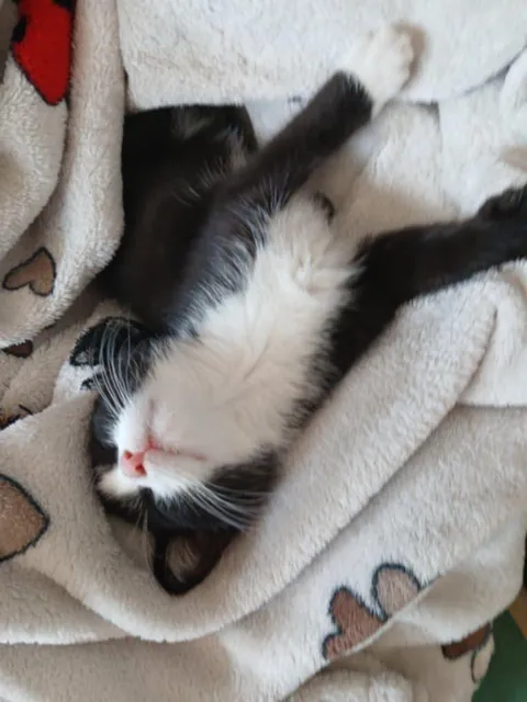 Found this little stray two days ago… and he already acts like he owns the place 😅❤️He showed up out of nowhere and just decided to stay. Two days later — he’s sleeping like this and purring like he’s been here forever 🐾