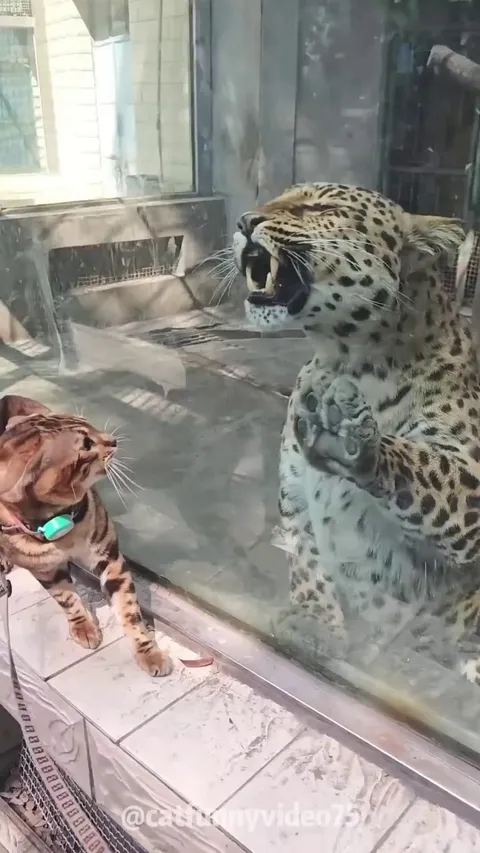 Cat vs other animals