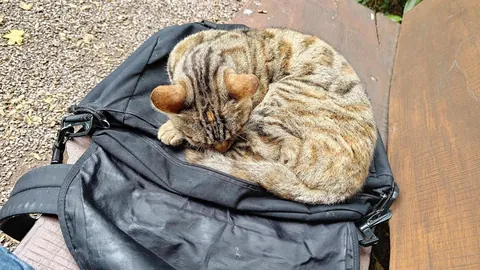 Beautiful cat has been dumped by it's owner...