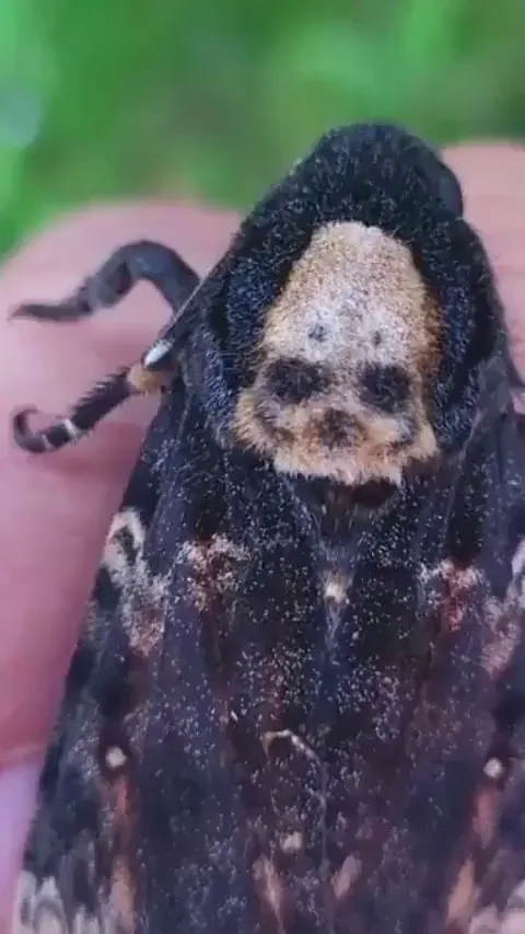 Meet the 'Death's head Hawk-moth', a type of moth that has a skull mark on its back.
