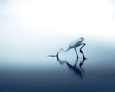 An Egret.