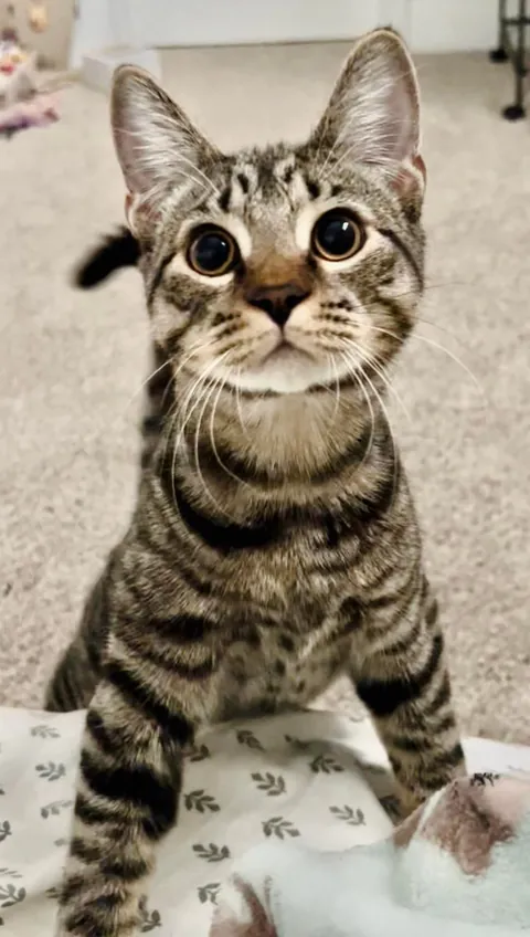 Some of my favorite kitten photos of Mater