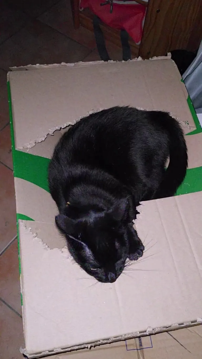 Box destroyed by my cat