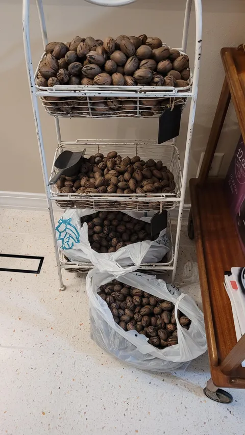 Pecan harvest so far from my two trees!