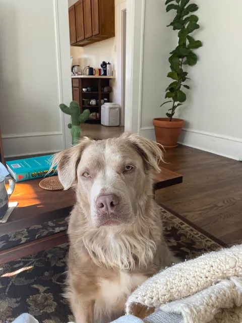 My (Literally) Rare Fluffy Pittie