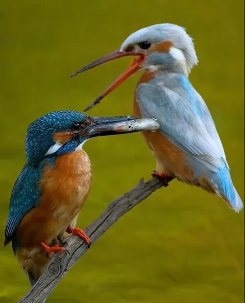 Kingfisher gifts his just captured fish to his wife