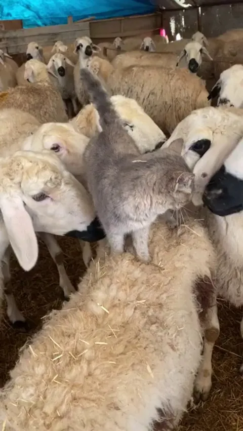 So many biscuits to make!