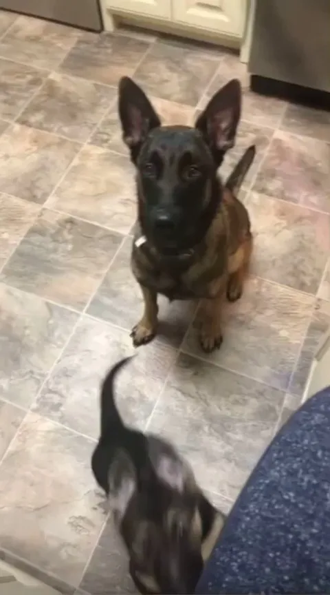 Ziva teaching her little sister Nova