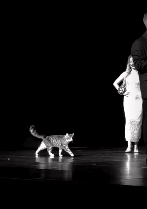 reigning supermeowdel