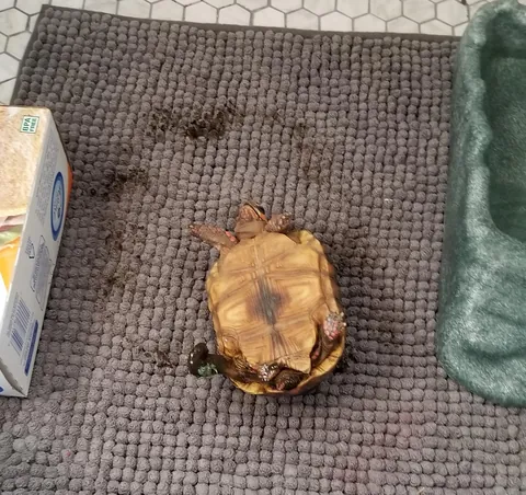 I came in to find my tortoise like this. Putting the clues together, it seems he pooped, got it stuck on his foot, ran in circles trying to get it off, and flipped over. Good job buddy.