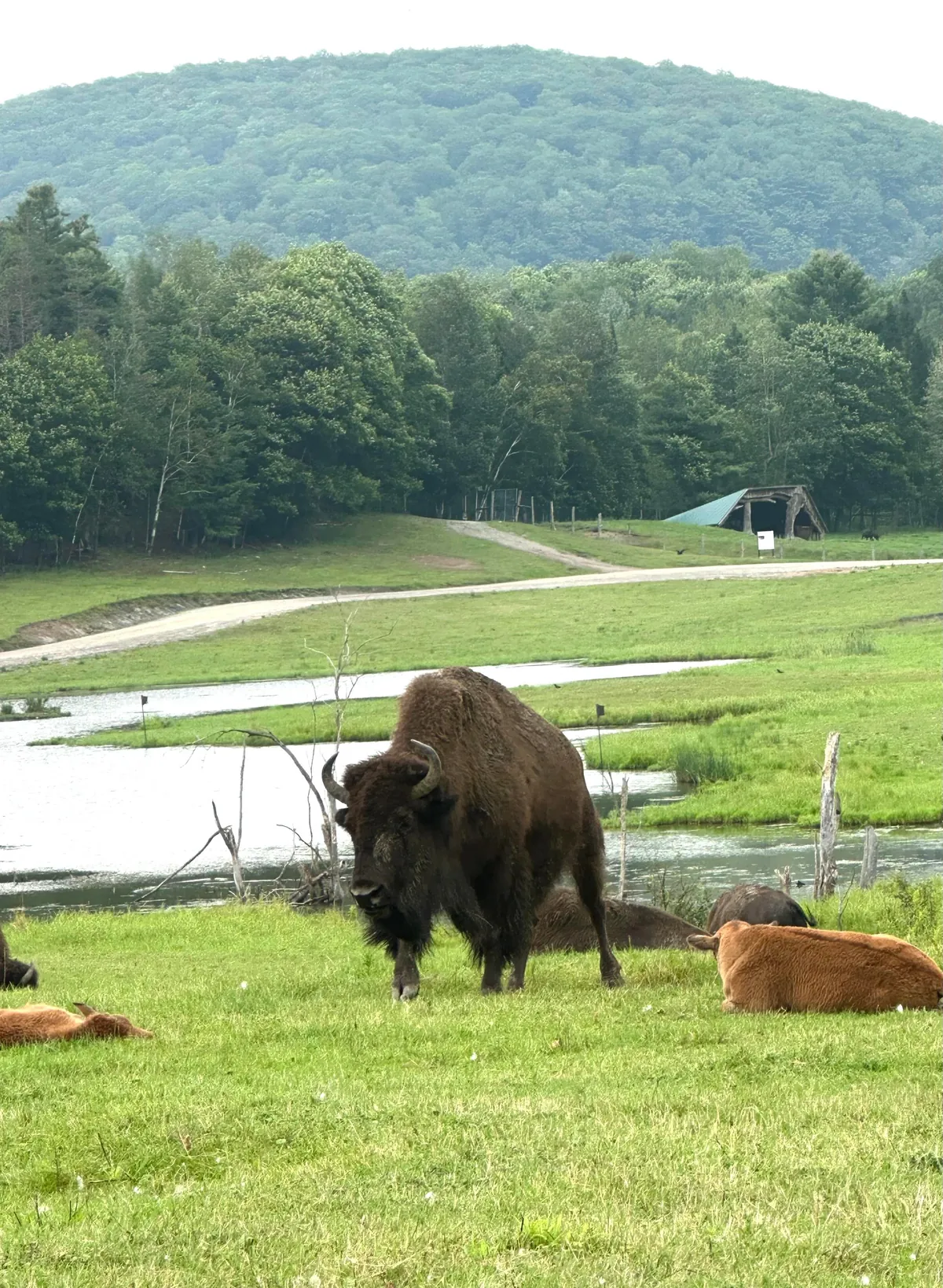 Montreal - huge city, small town vibe!