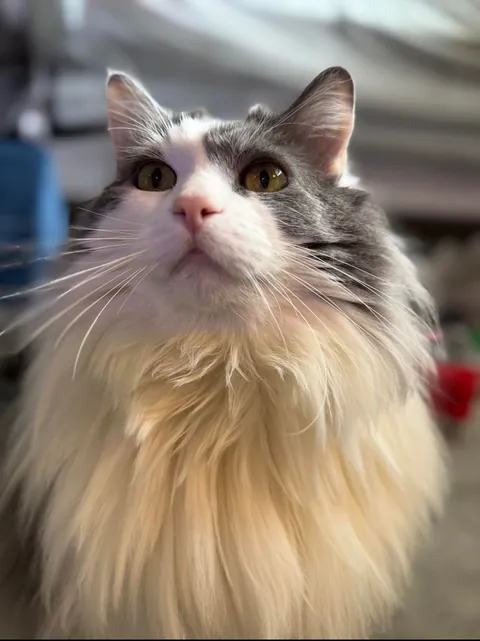 To the cat that fell out the tree and into my life.