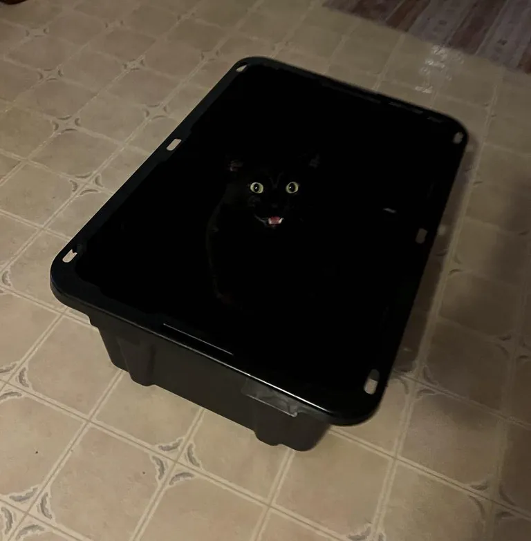 I couldn’t find him till he yelled