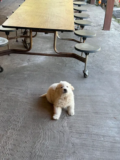 New addition to the Great Pyrenees family :p