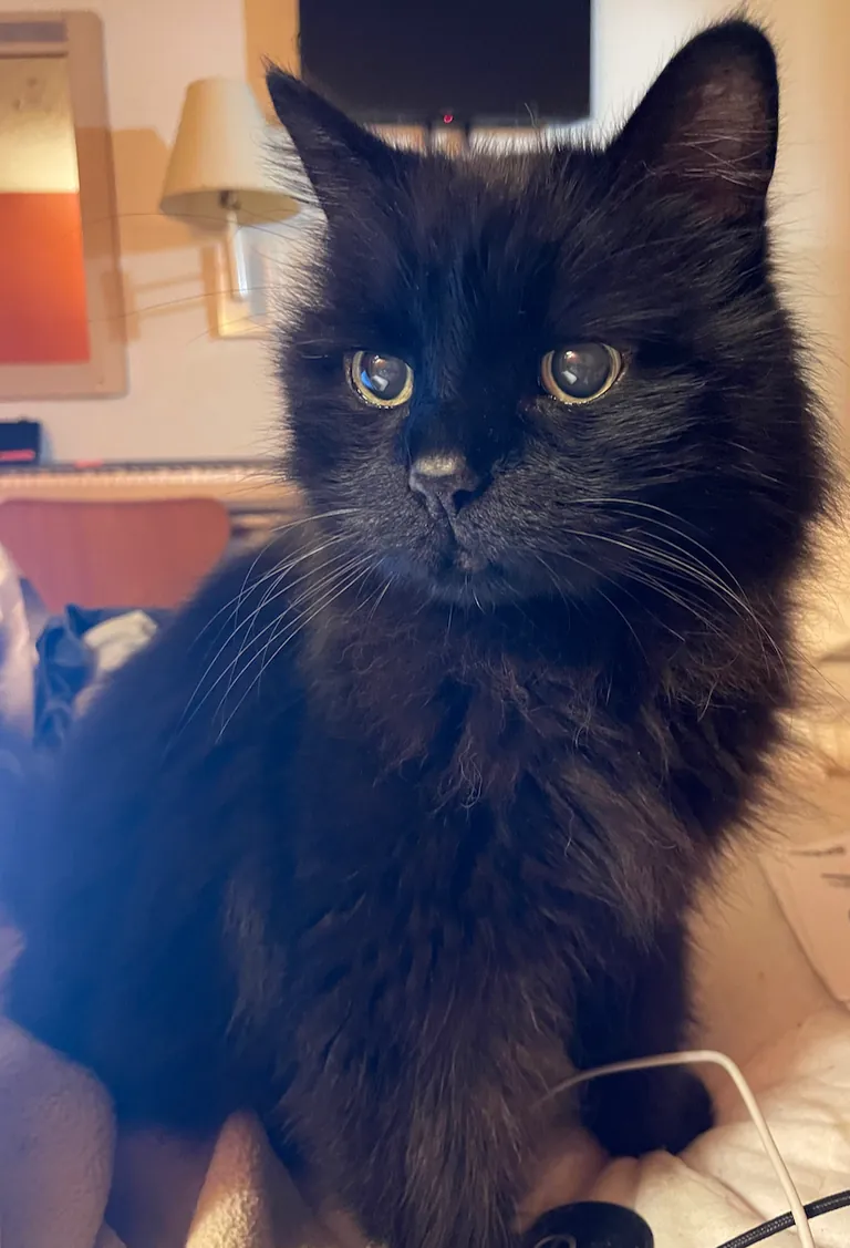 As soon as I open a bag of lunch meat, he's there. He's 17 and gets all the lunch meat.