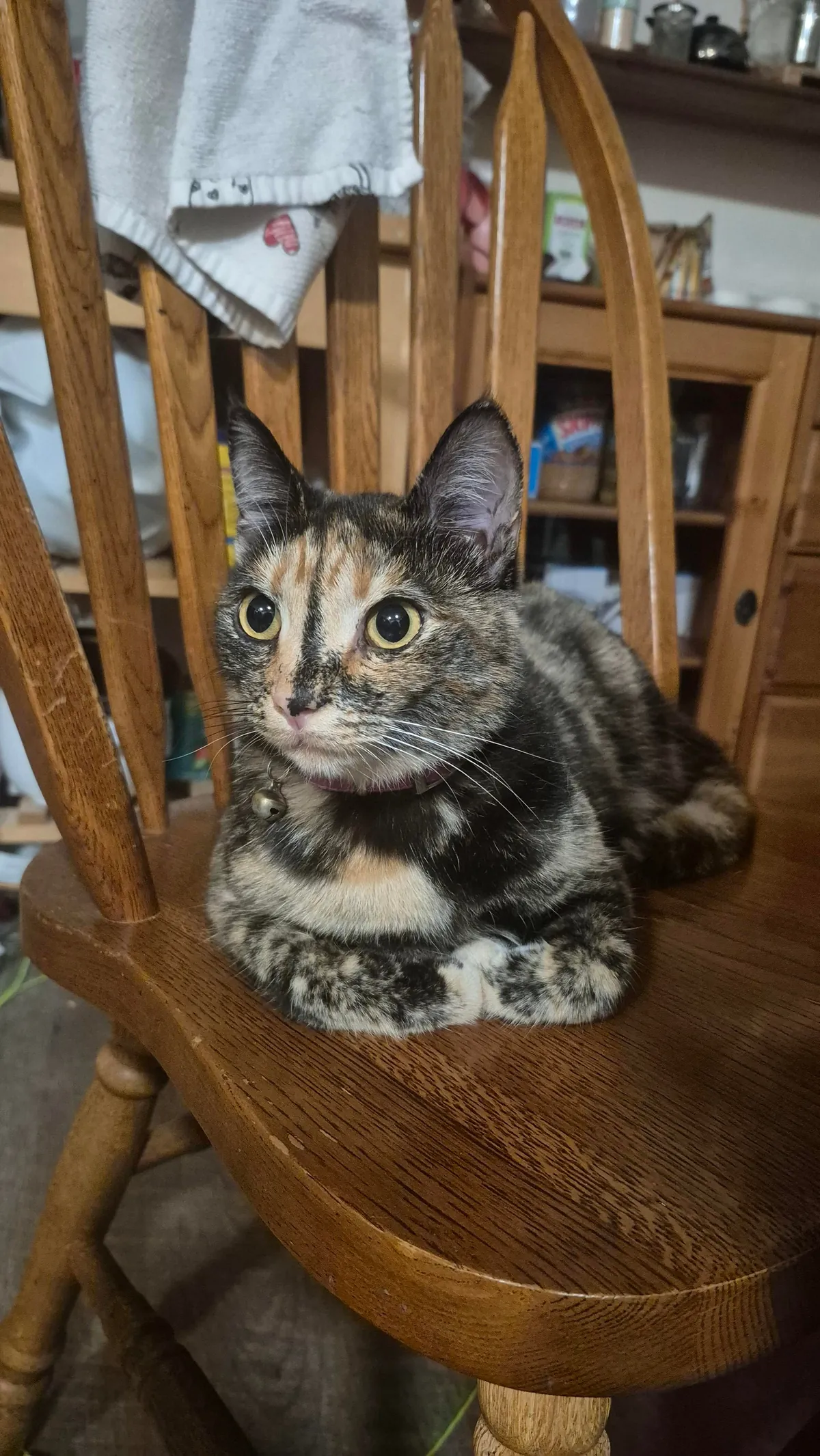 Distinguished ladies