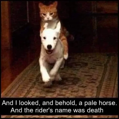 "Riding my doggo to conquer the world."