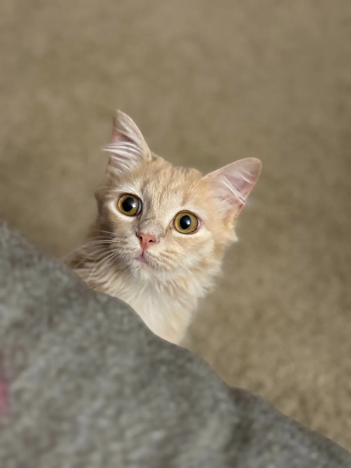 My sweet little lady