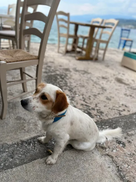 Adopted Danny about a week ago, my kids love him🥹