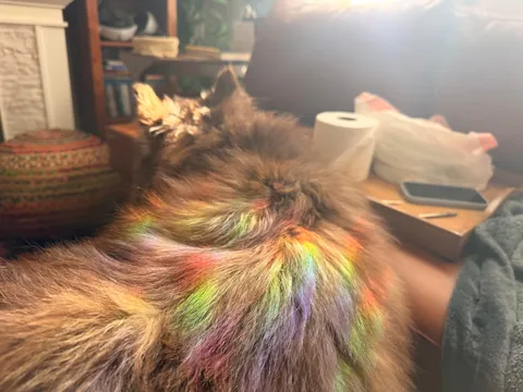Augie basking in his rainbows
